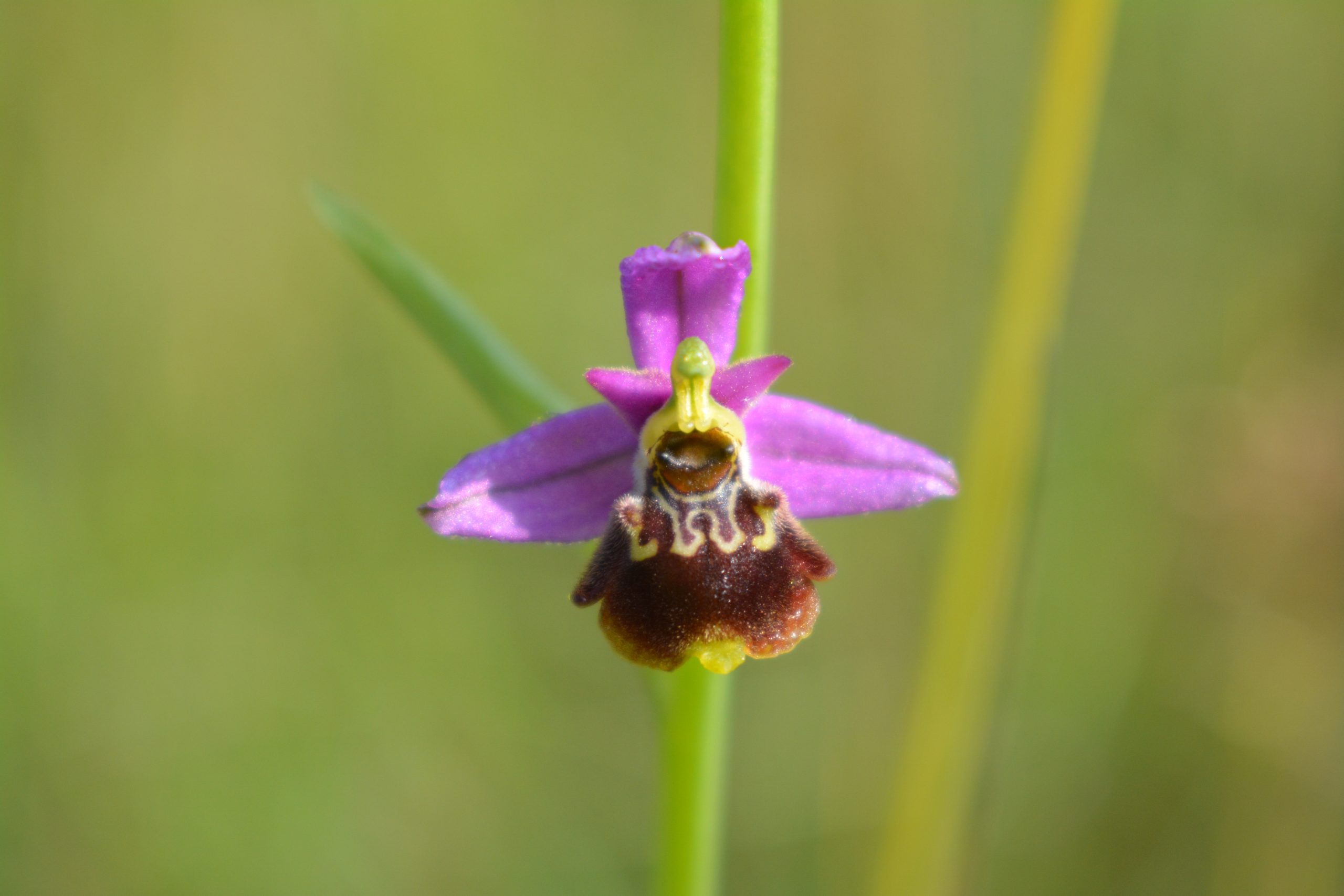 1_Raphaël_KIEFFER_3_Ophrys-Elatior.jpg