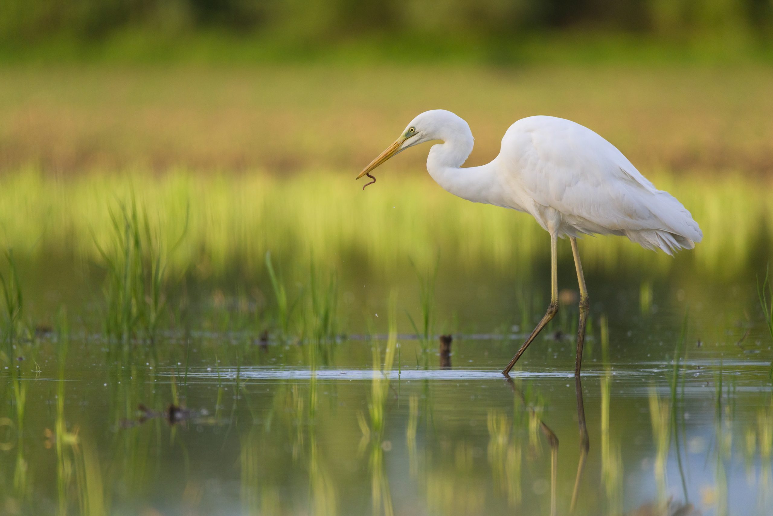 1_Samuel_BOULAY-MIOT_4_grandeaigrette