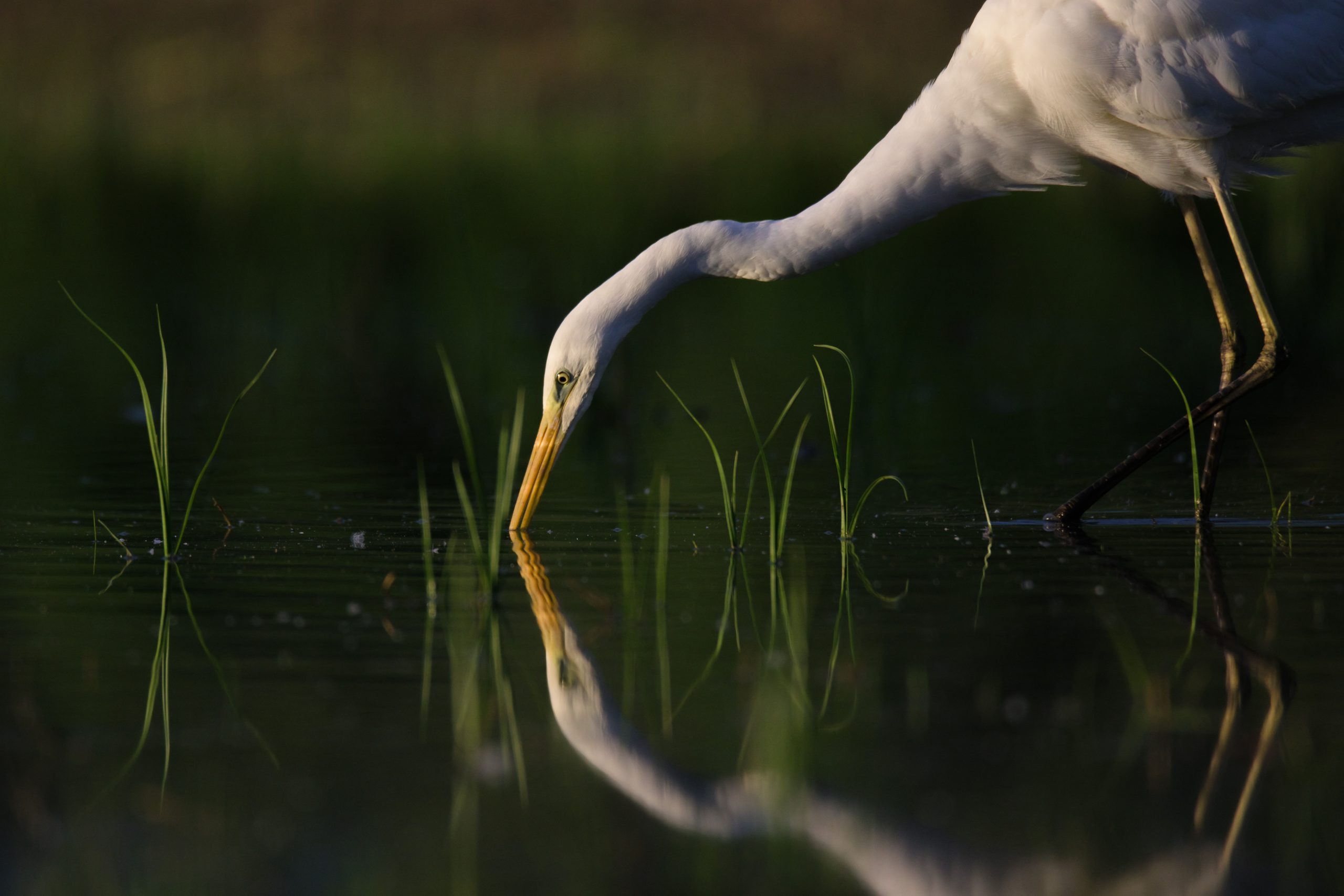 1_Samuel_BOULAY-MIOT_3_grandeaigrette