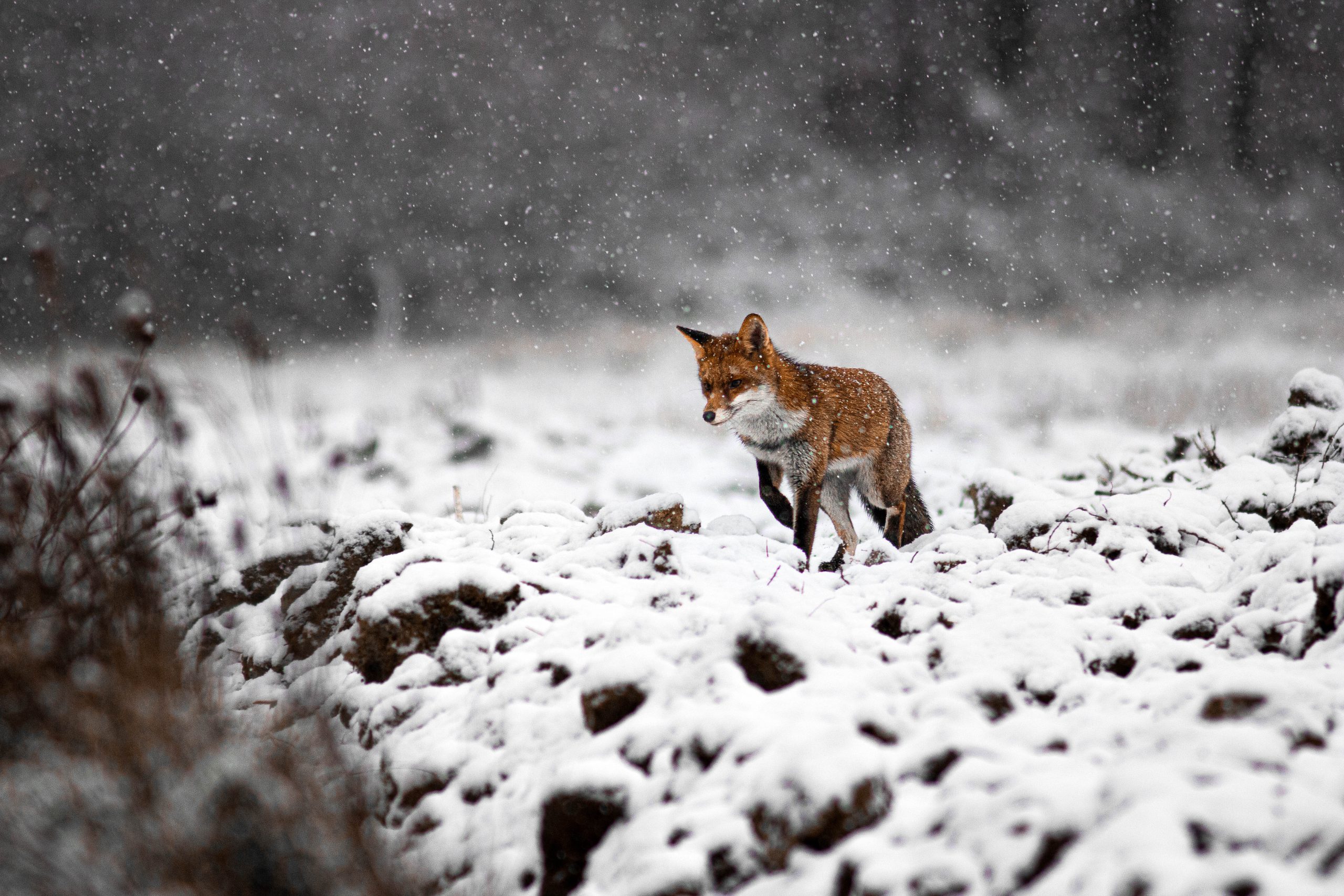 2_Lucas_HELL_1_Renard.jpg