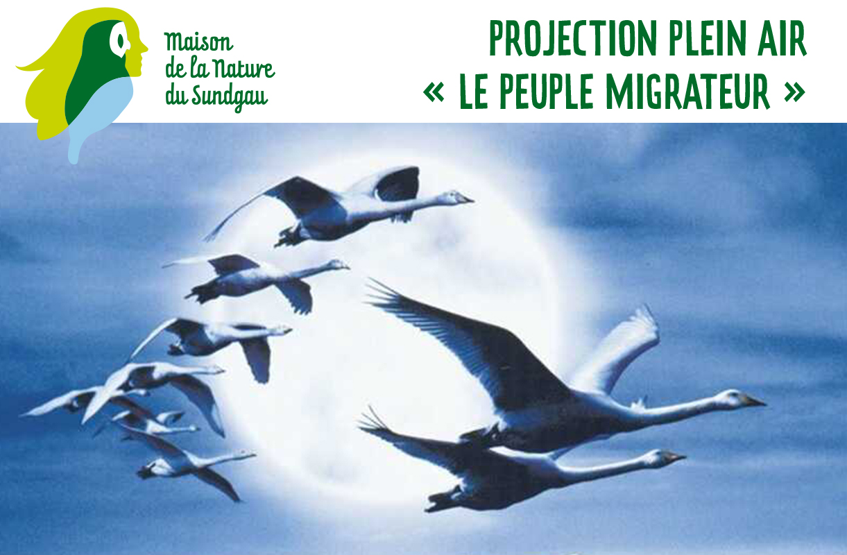 Le crépuscule de l’été – Projection plein air « Le peuple migrateur »