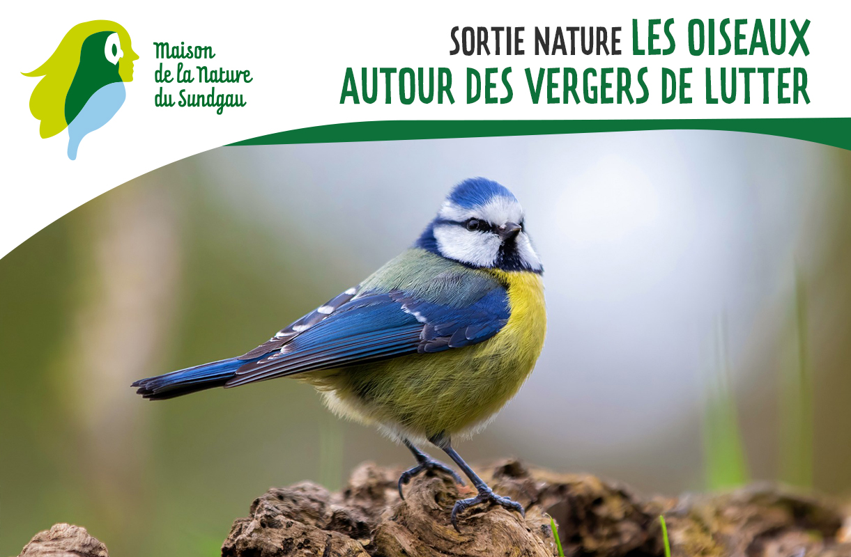 Les oiseaux autour des vergers de Lutter