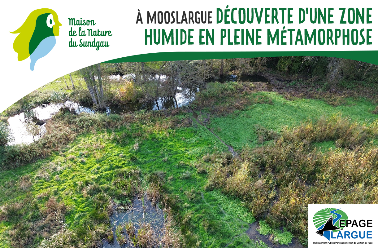 Découverte d'une zone humide en pleine métamorphose à Mooslargue