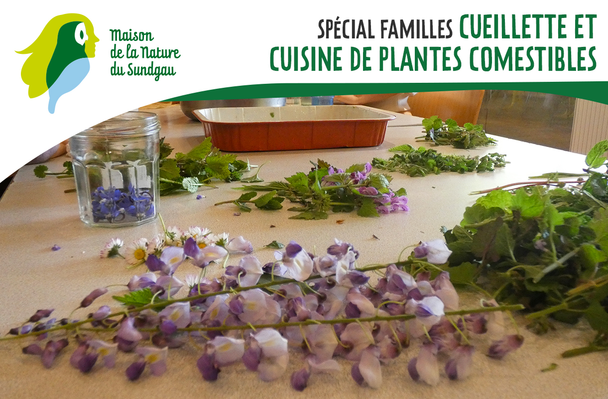 Spécial familles - Cueillette et cuisine de plantes comestibles