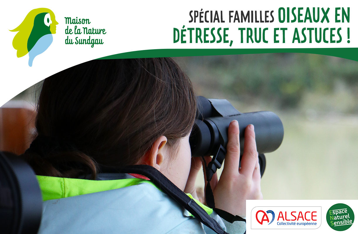 Spécial familles - Oiseaux en détresse, truc et astuces !