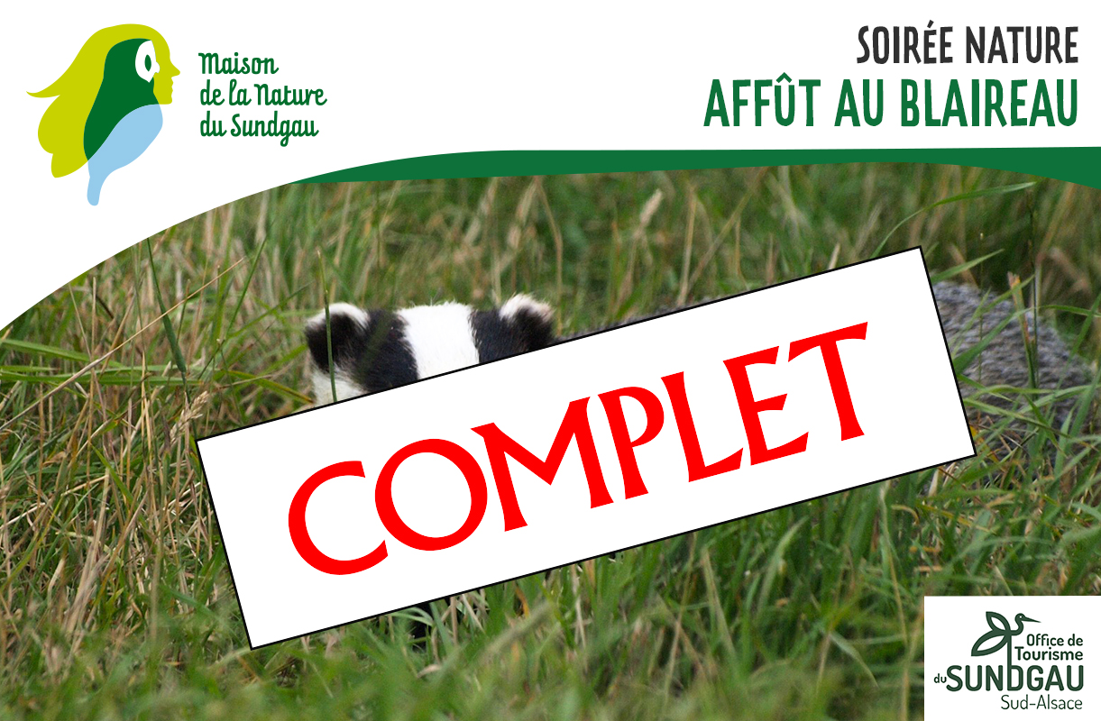 Affût au blaireau