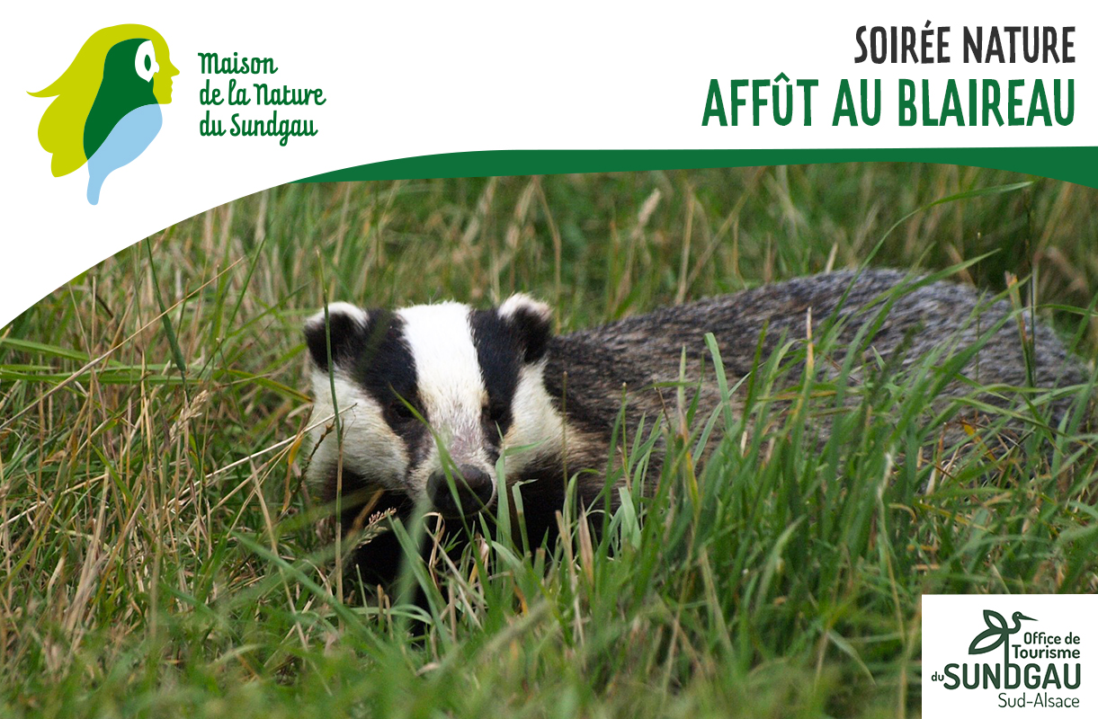 Affût au blaireau
