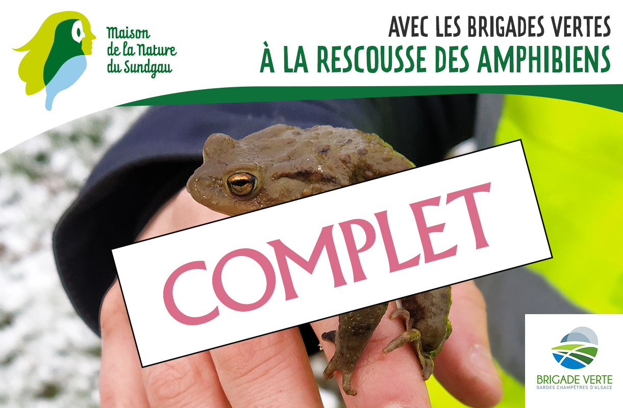 À la rescousse des amphibiens