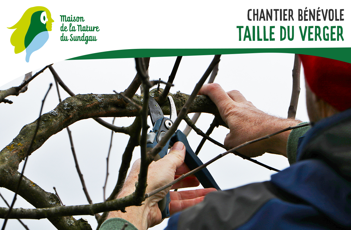 Chantier bénévole : taille du verger