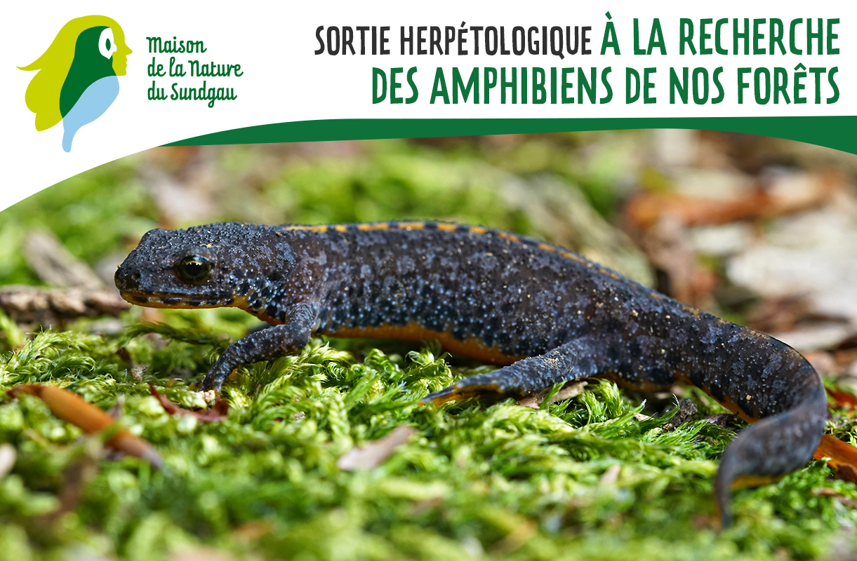 À la recherche des amphibiens de nos forêts