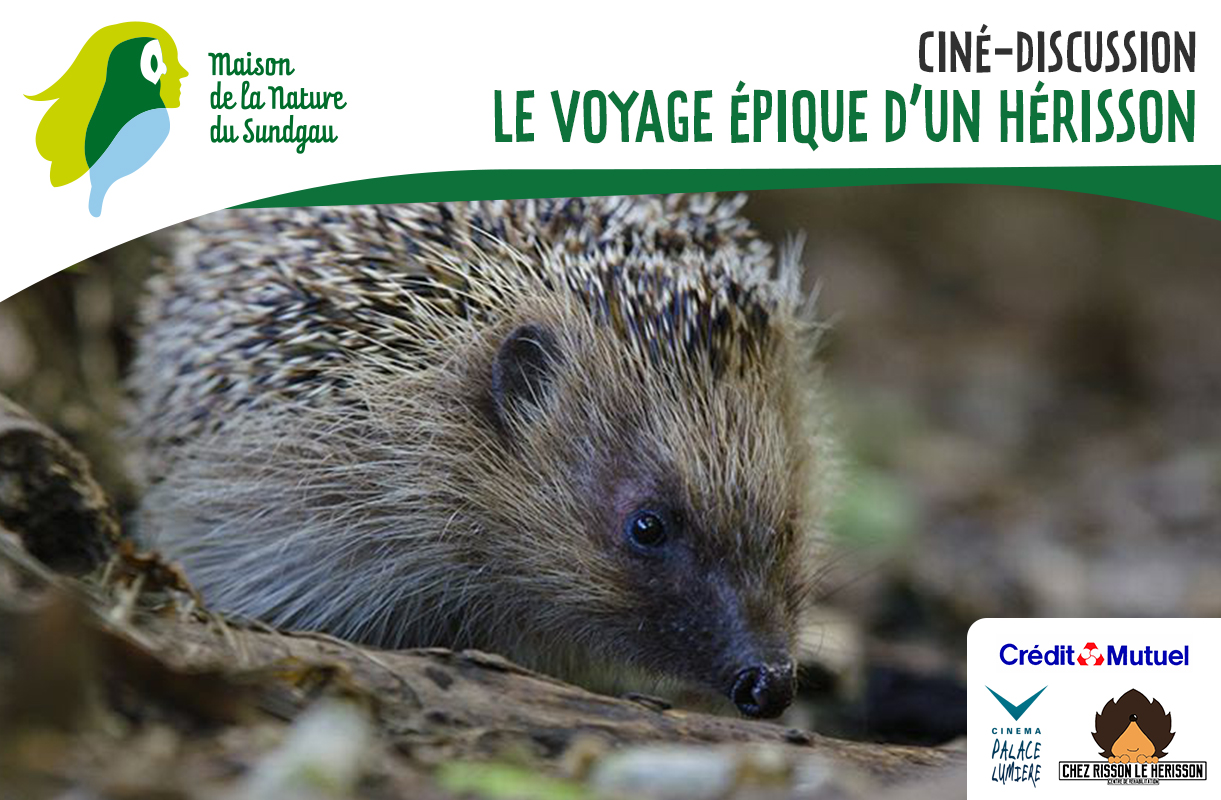 Ciné-discussion : le voyage épique d'un hérisson