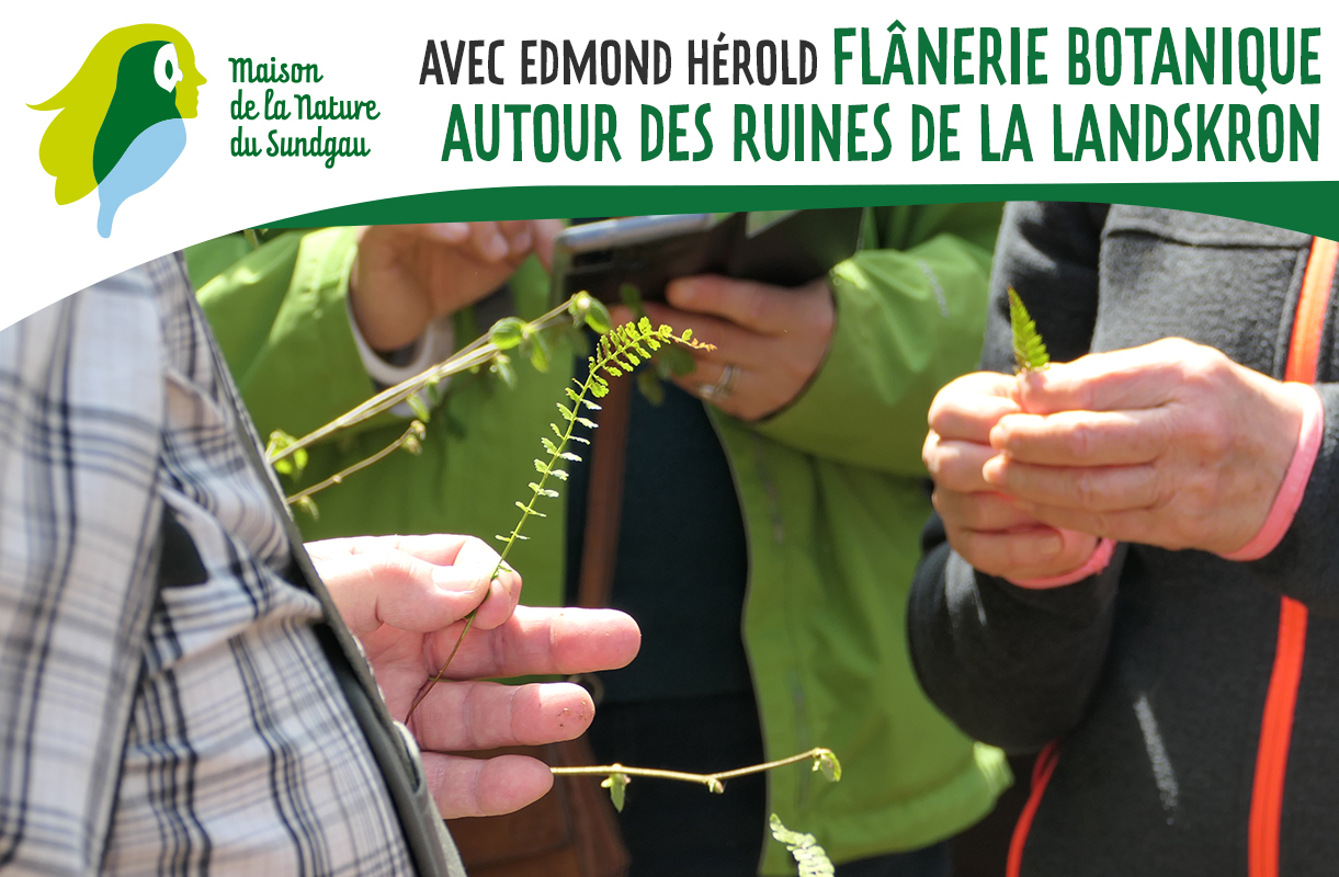 Flânerie botanique autour des ruines de la Landskron