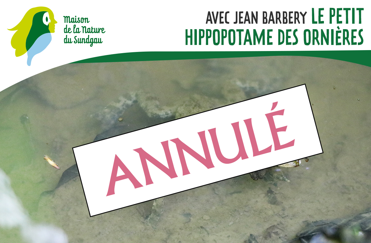 Le petit hippopotame des ornières