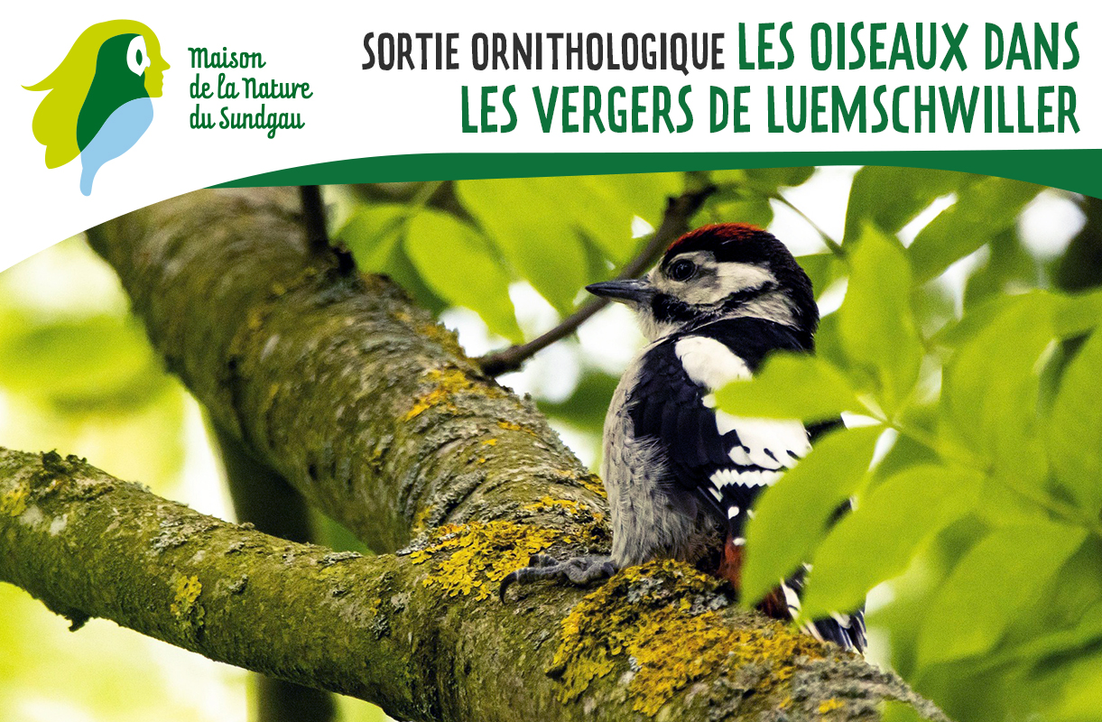 Les oiseaux dans les vergers de Luemschwiller