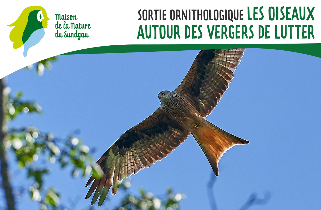 Les oiseaux autour des vergers de Lutter