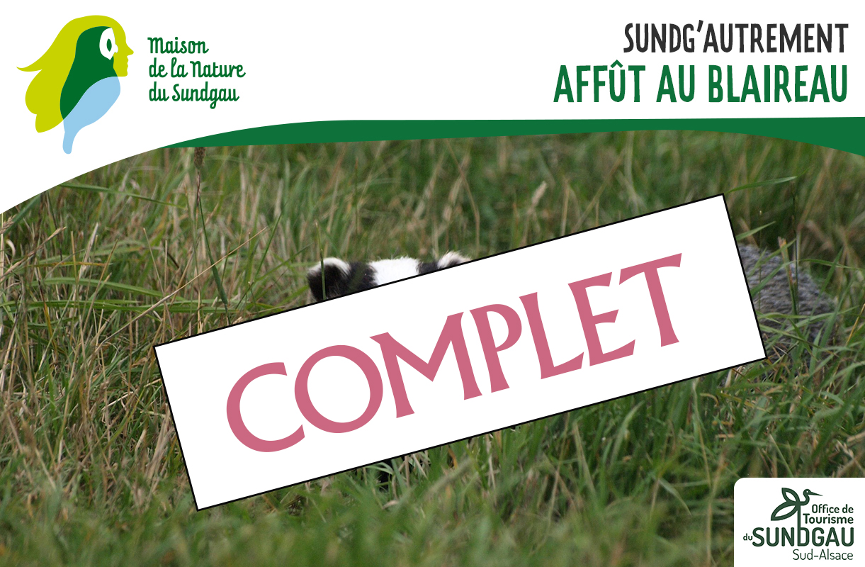 Affût au blaireau