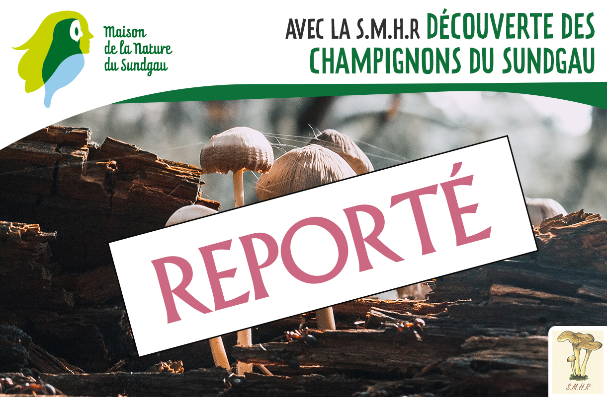 Découverte des champignons du Sundgau